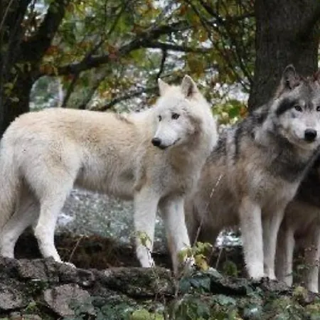 L'echo Du Loup Ferienhaus *
